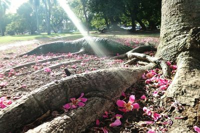 Pink flowers in park