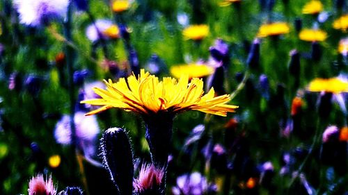 Close-up of yellow flowers blooming outdoors