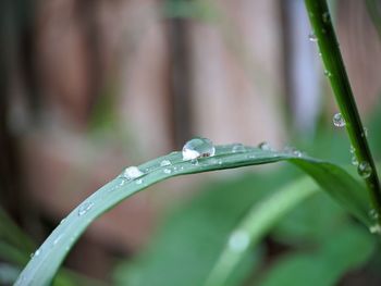 Close-up of raindrops on leaf