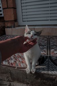 Portrait of cat sitting on floor