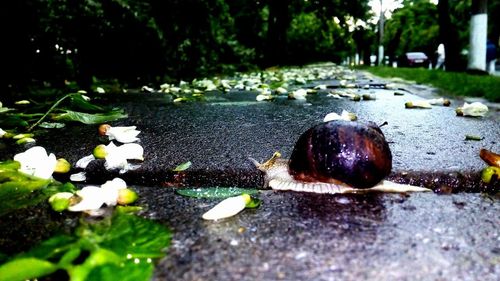 Close-up of dead flower on street