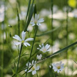 Close-up of white flowers