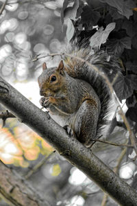 Close-up of squirrel sitting on branch