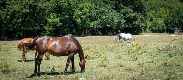 Horses grazing on field
