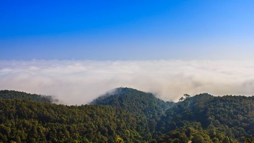 Scenic view of forest against sky