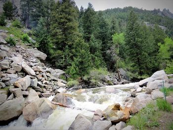 Scenic view of river flowing through rocks in forest