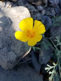 Close-up of yellow flower blooming outdoors