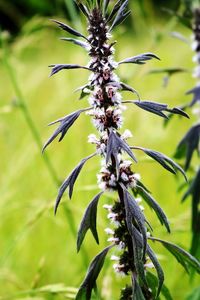 Close-up of flowering plant