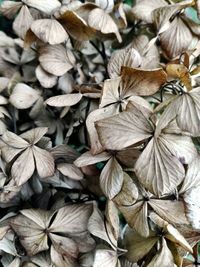 Full frame shot of autumnal leaves