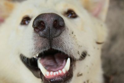 Close-up of dog