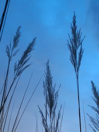 Low angle view of trees against blue sky