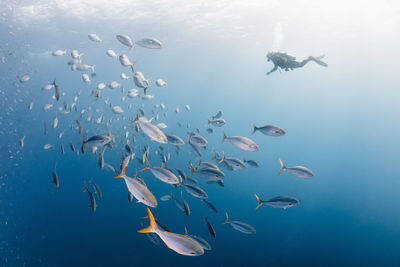 View of fishes swimming in sea