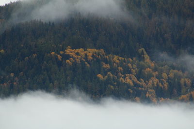 Scenic view of forest against sky