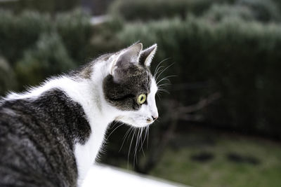 Close-up of a cat looking away