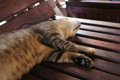 Close-up of cat lying down