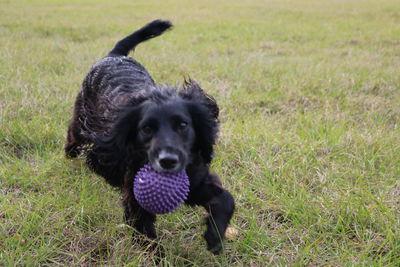 Portrait of black dog on grass