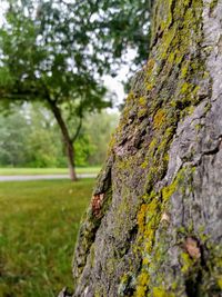 Close-up of moss on tree trunk