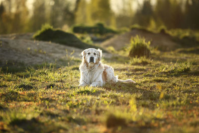 Portrait of dog sitting on field