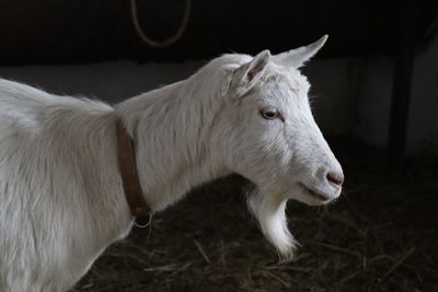 Close-up of goat in ranch