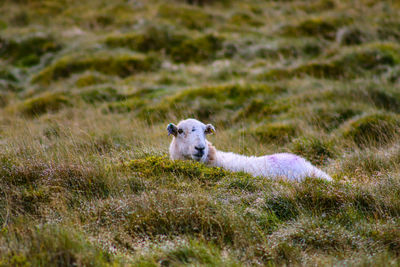 Sheep in a field