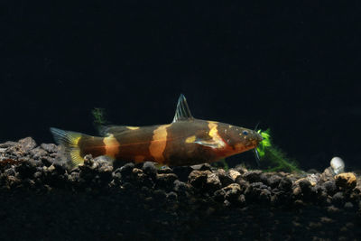 Close-up of fish swimming in sea