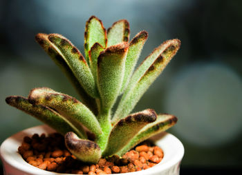 Kalanchoe succulent plant, freshness leaves of kalanchoe tomentosa grow in the ceramic pot