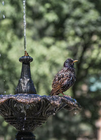 Close-up of bird perching on water