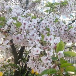 Pink flowers blooming on tree