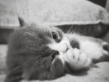 Close-up of cat lying on bed