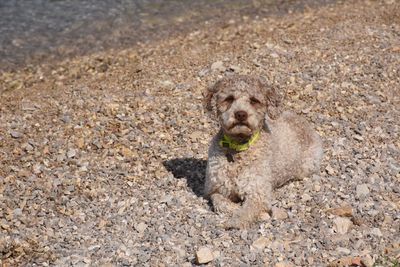 Portrait of dog on beach