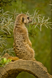 Close-up of a squirrel looking away