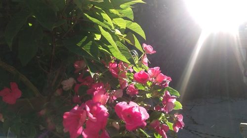 Pink flowers blooming in park