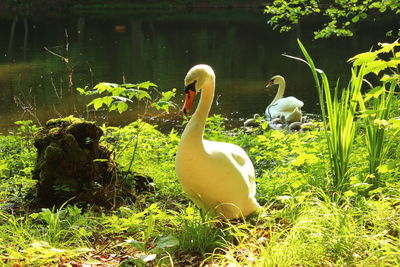 Close-up of swan swimming on lake