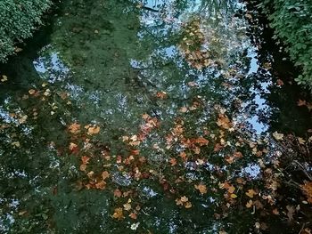 Full frame shot of tree in lake