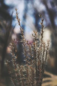 Close-up of succulent plant on field