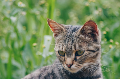 Close-up portrait of a cat