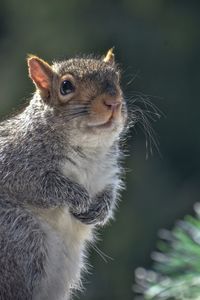 Close-up of squirrel