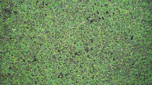 Full frame shot of plants on field