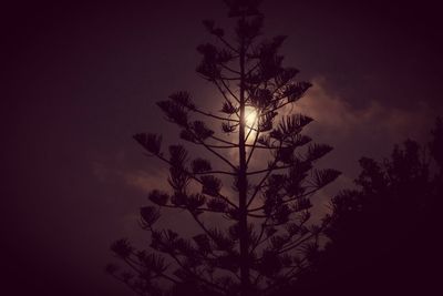 Low angle view of silhouette tree against sky at night