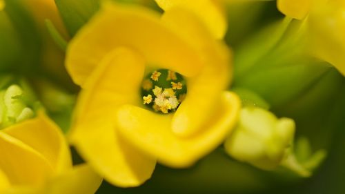 Close-up of yellow flower