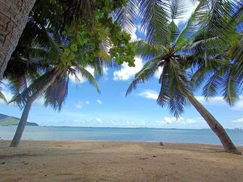 Palm trees on beach against sky