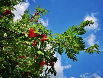 Low angle view of red berries on tree against sky