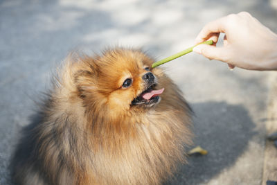 Cropped image of hand holding dog against blurred background