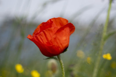 Close-up of red poppy flower on field