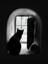 Close-up of cat
