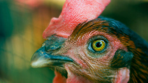 Close-up of a bird