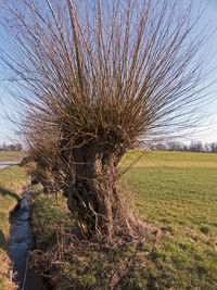 View of tree in field