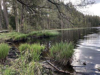 Scenic view of lake in forest