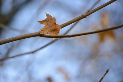 Low angle view of tree branch against sky