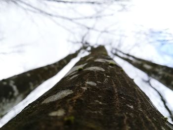 Low angle view of tree against sky